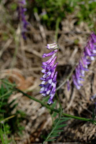 Vicia villosa #1